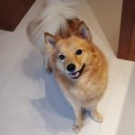 Grooming your Finnish Spitz