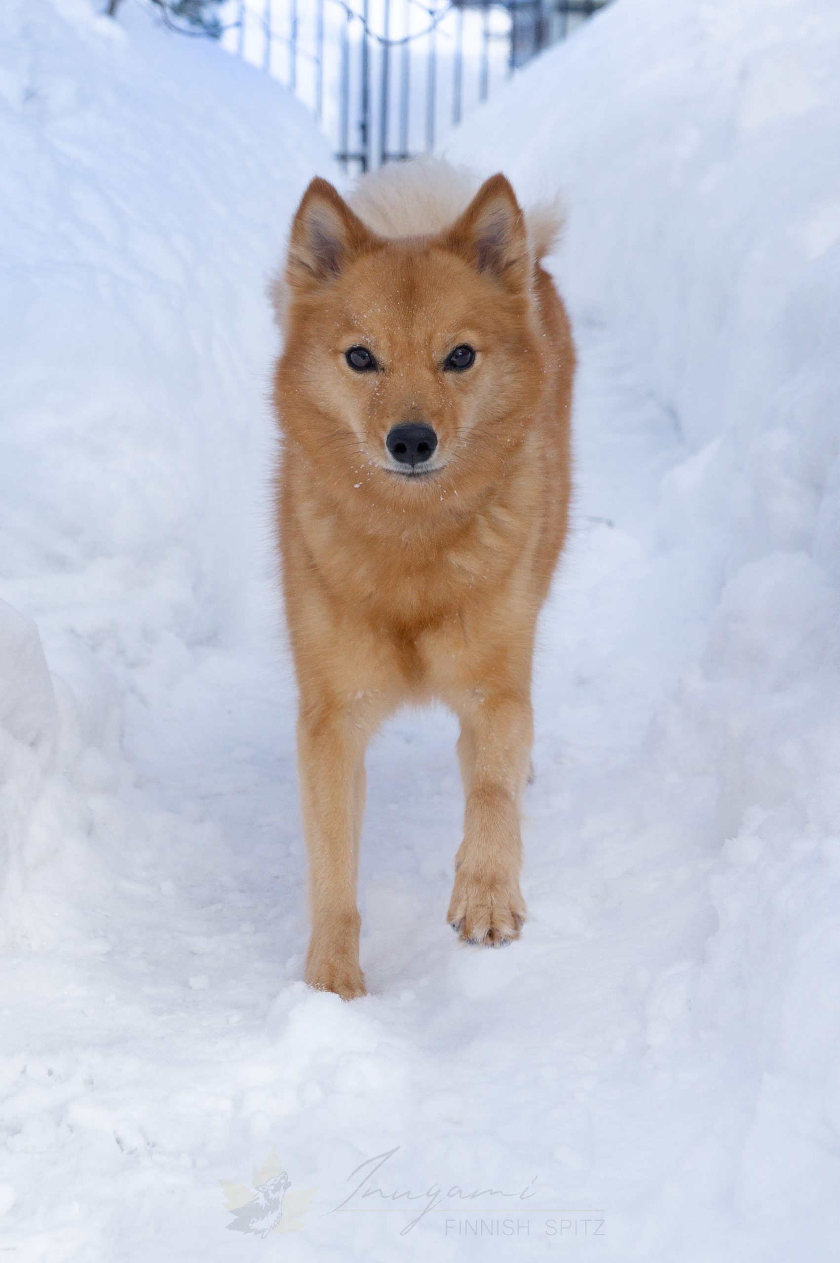 Accueil  Passion Spitz Allemand nain du Québec