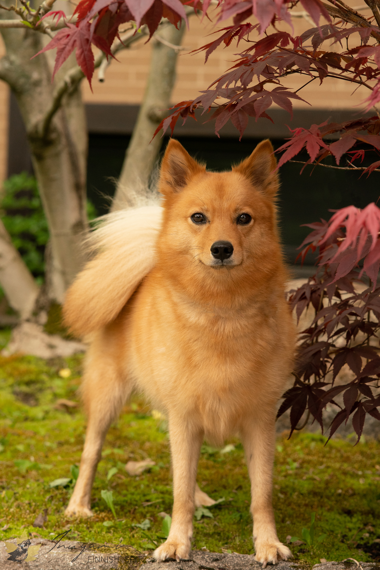 Accueil  Passion Spitz Allemand nain du Québec