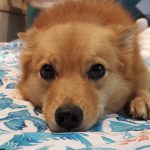 Simple Ways to Help Your Finnish Spitz Lose Some Weight
