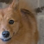 Training a Finnish Spitz