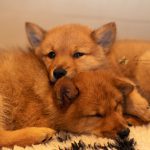 The Littermate Syndrome